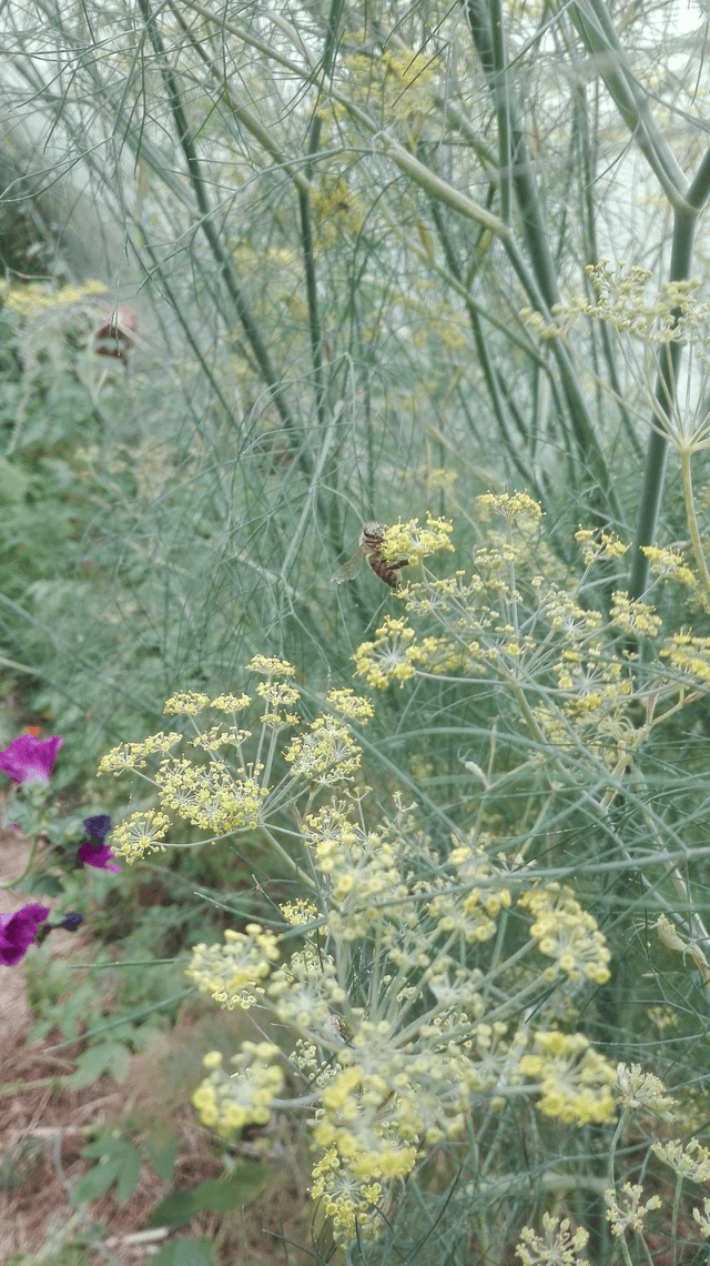GRAINES DE PLANTES SAUVAGES de Fenouil [BIEN-ETRE Culinaire] Tube 8g
