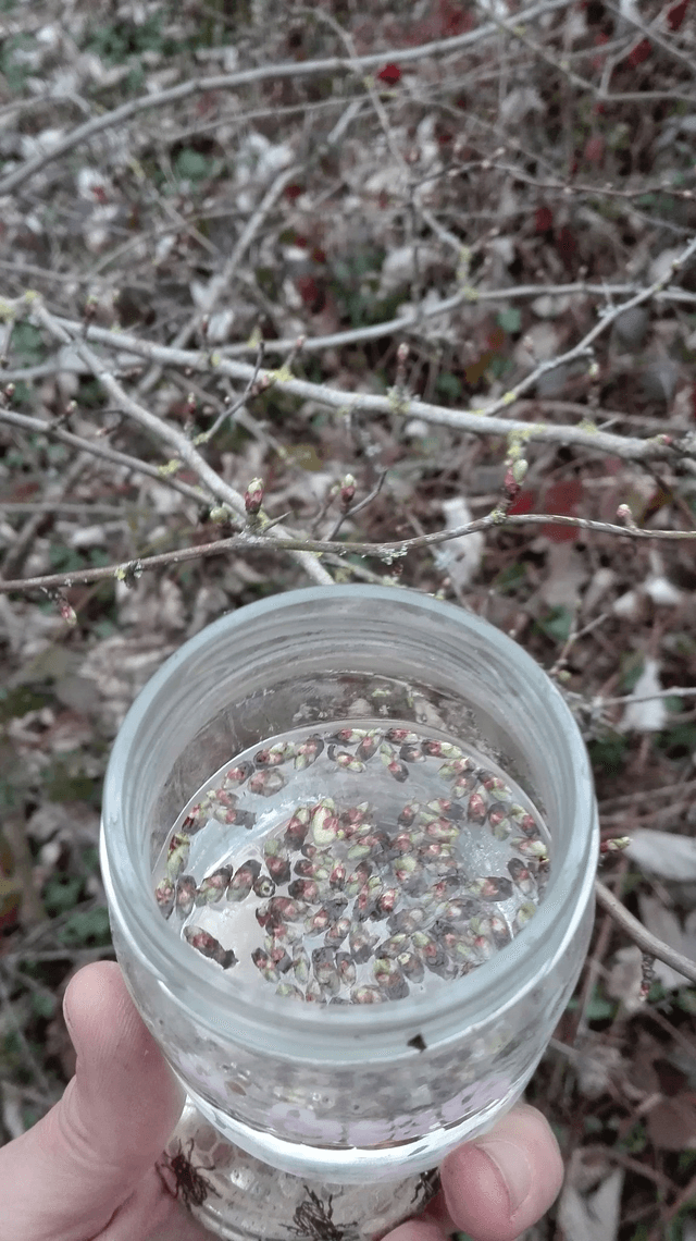 MACERAT DE BOURGEONS d'Aubépine [BIEN-ETRE Détente] 10ml