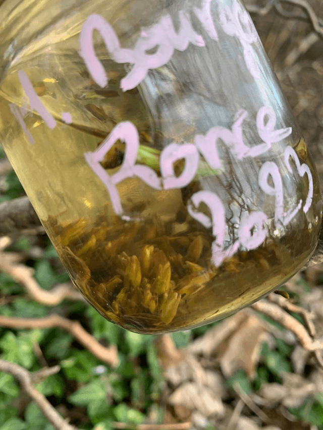 MACERAT DE BOURGEONS de Ronce [BIEN-ETRE Hivernal] 10ml