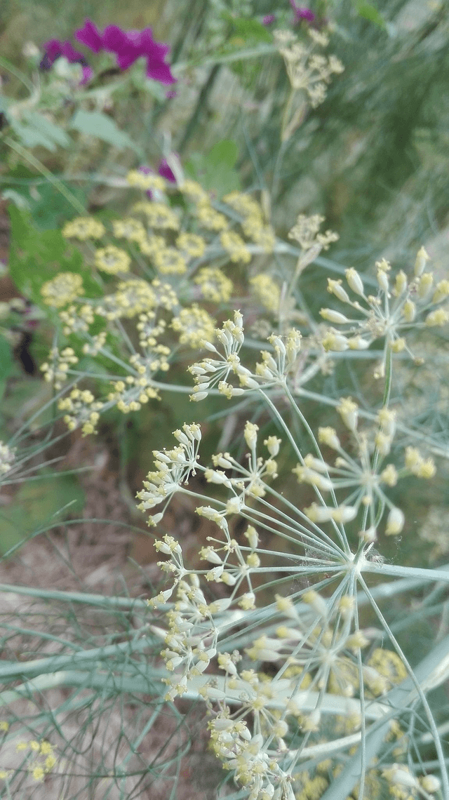 GRAINES DE PLANTES SAUVAGES de Fenouil [BIEN-ETRE Culinaire] Tube 8g
