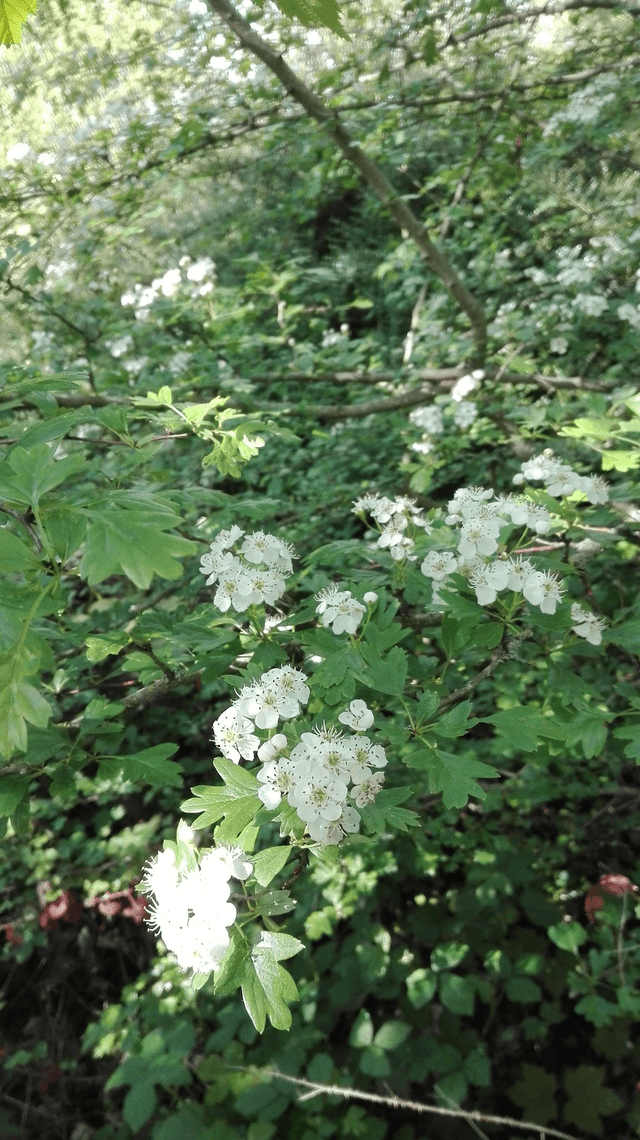 MACERAT DE BOURGEONS d'Aubépine [BIEN-ETRE Détente] 10ml