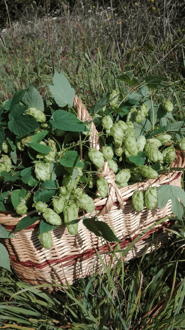 MACERAT ALCOOLIQUE de Houblon [BIEN-ETRE Détente] 10ml