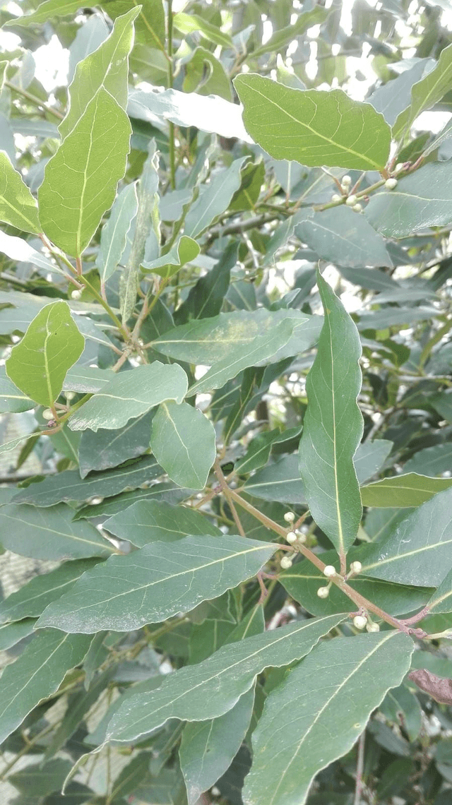 SPIRITUALITE - FAGOT de Fumigation Moyen Modèle [2 plantes]